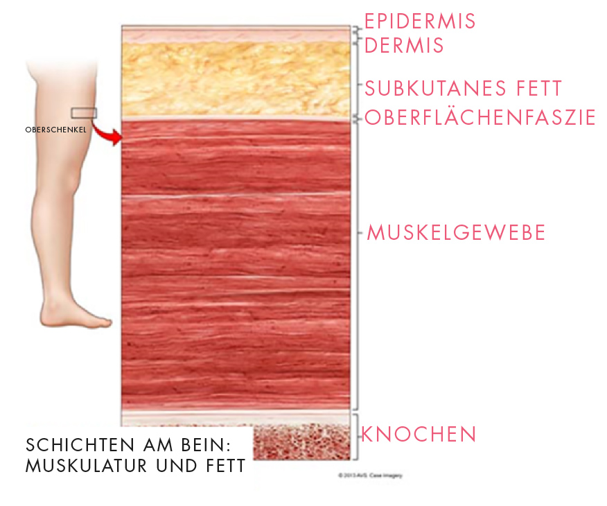 Anatomie der Beine